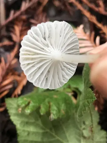 Calhoun's Pinwheel (Marasmius calhouniae), photo