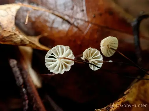 Marasmius capillaris (Marasmius capillaris), photo