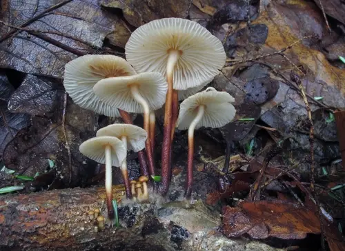 Bristled Parachute (Marasmius cohaerens), photo