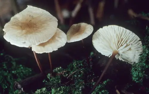 Marasmius delectans (Marasmius delectans), photo