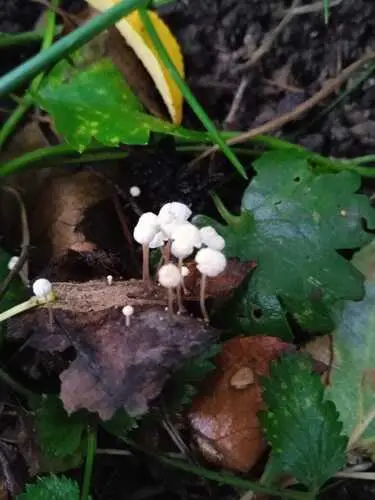 Leaf Parachute (Marasmius epiphyllus), photo