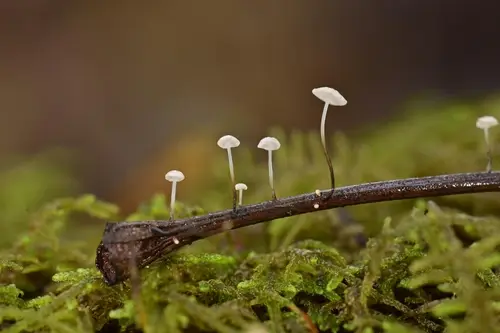 Marasmius felix (Marasmius felix), photo