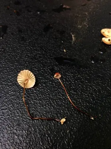 Marasmius fulvoferrugineus (Marasmius fulvoferrugineus), photo
