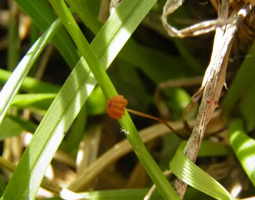 Marasmius graminum (Marasmius graminum), photo