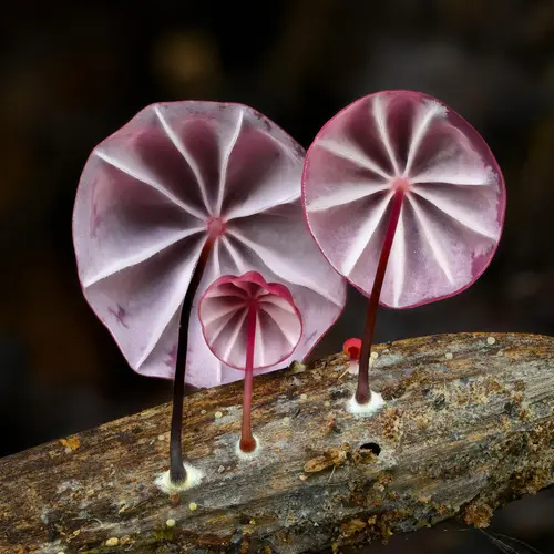 Mauve Parachute (Marasmius haematocephalus), photo