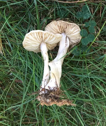 Marasmius nigrodiscus (Marasmius nigrodiscus), photo