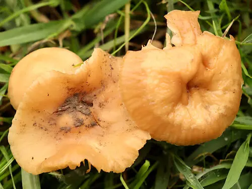 Fairy Ring Champignon (Marasmius oreades), photo