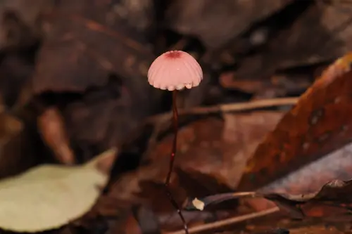 Rosy Parachute (Marasmius pulcherripes), photo