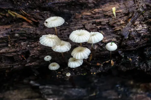 Collared Parachute (Marasmius rotula), photo