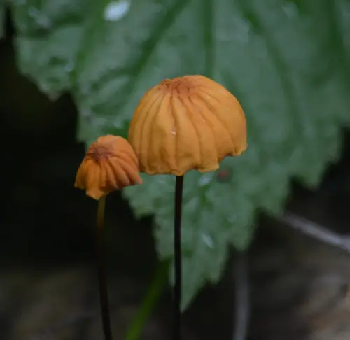 Orange Pinwheel (Marasmius siccus), photo