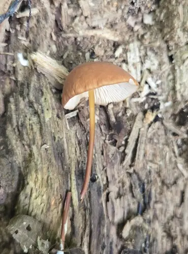 Marasmius sullivantii (Marasmius sullivantii), photo