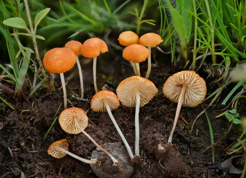 Wandering Creamsicle (Marasmius vagus), photo