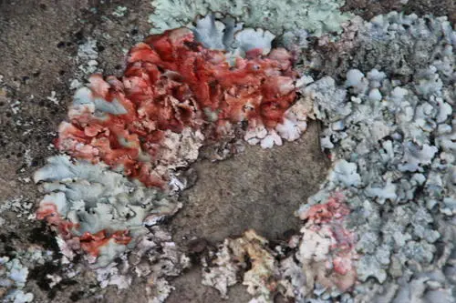 Marchandiomyces corallinus (Marchandiomyces corallinus), photo