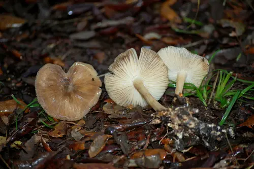 European Platterful Mushroom (Megacollybia platyphylla), photo