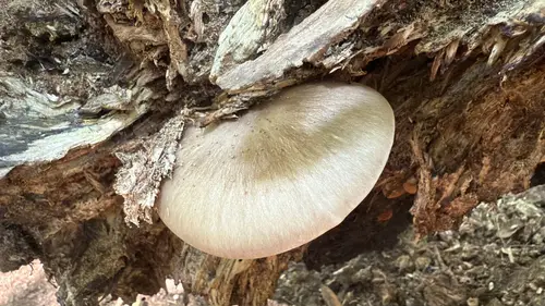 Eastern American Platterful Mushroom (Megacollybia rodmanii), photo