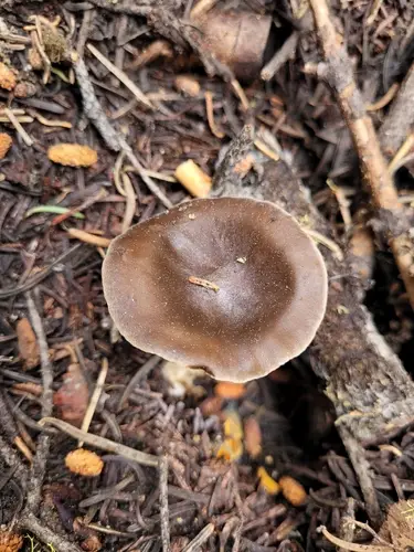 Melanoleuca angelesiana (Melanoleuca angelesiana), photo