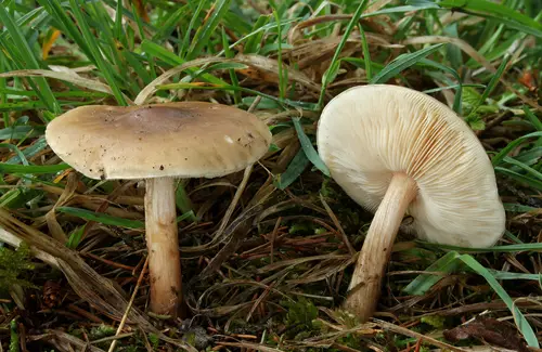 Spring Cavalier (Melanoleuca cognata), photo