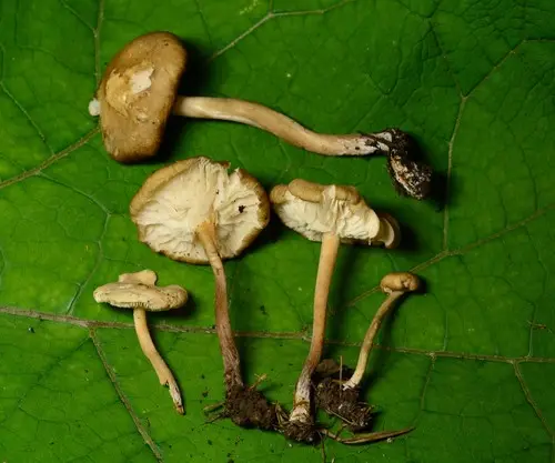 Melanoleuca graminicola (Melanoleuca graminicola), photo