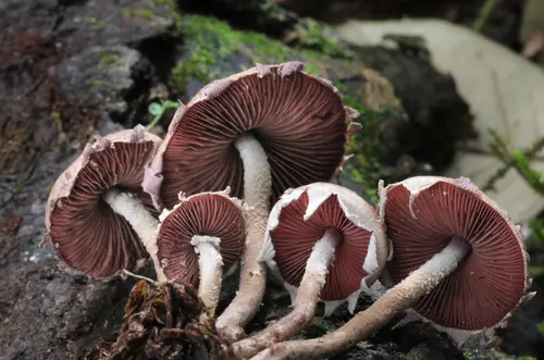 Redspored Dapperling (Melanophyllum haematospermum), photo