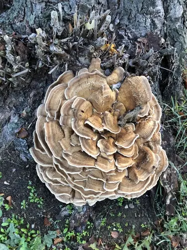 Black-Staining Polypore (Meripilus giganteus), photo