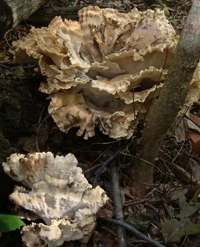 Black-Staining Polypore (Meripilus sumstinei), photo