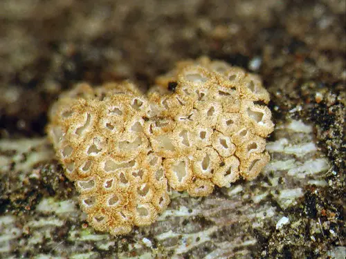 Crowded Cuplet (Merismodes fasciculata), photo
