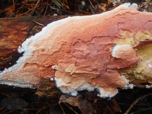 Meruliopsis taxicola (Meruliopsis taxicola), photo