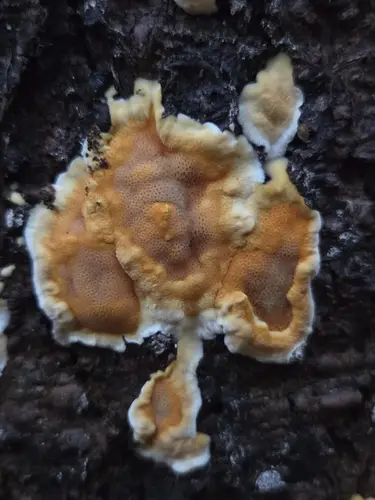 Meruliporia incrassata (Meruliporia incrassata), photo
