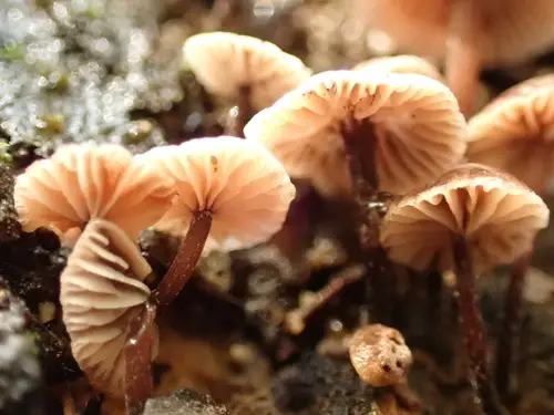 Madrone Micro (Micromphale arbuticola), photo