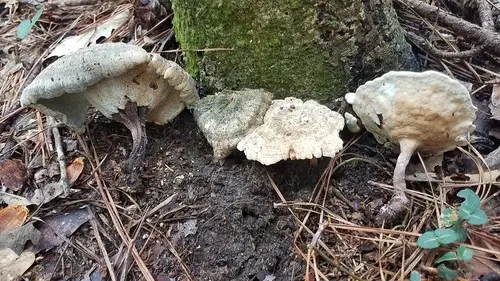 Microporellus dealbatus (Microporellus dealbatus), photo