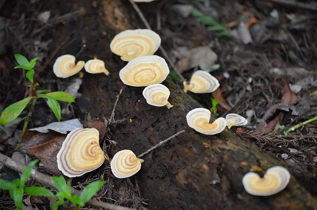 Microporellus obovatus (Microporellus obovatus), photo