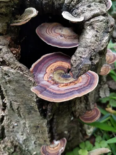 Dark-Footed Tinypore (Microporus affinis), photo