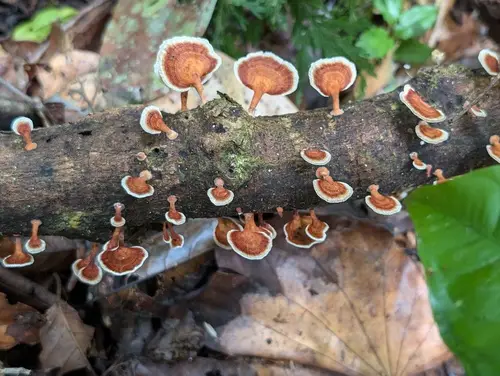 Yellow-Stemmed Micropore (Microporus xanthopus), photo
