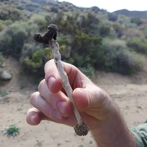 Desert Inkcap (Montagnea arenaria), photo