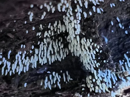 Swarming Spine (Mucronella calva), photo