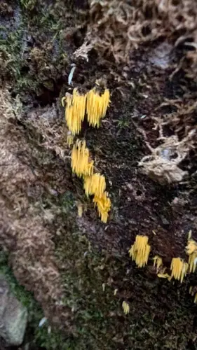 Mucronella flava (Mucronella flava), photo