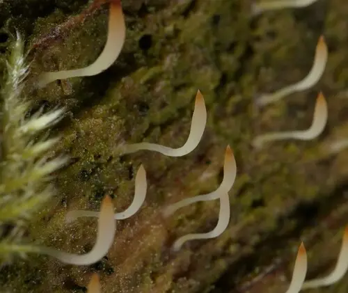 White Green-Algae Coral (Multiclavula mucida), photo