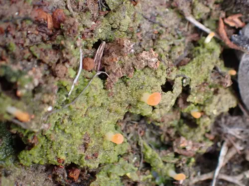 Moss Club (Multiclavula vernalis), photo