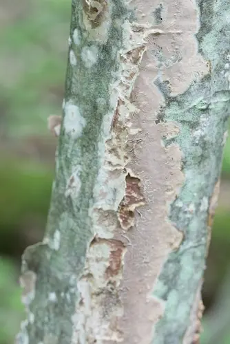Mutatoderma heterocystidium (Mutatoderma heterocystidium), photo