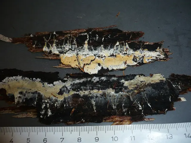 Discrete Webcrust (Mutatoderma mutatum), photo