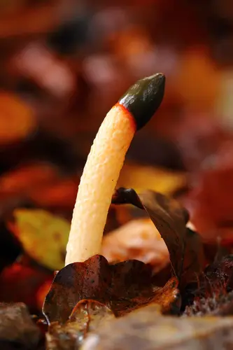 Dog Stinkhorn (Mutinus caninus), photo