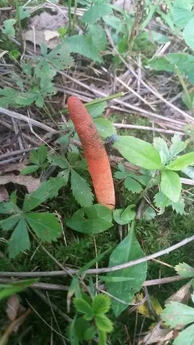Devil's Dipstick (Mutinus elegans), photo