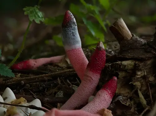Little Red Stinkhorn (Mutinus ravenelii), photo