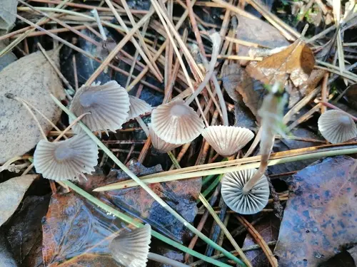 Mycena abramsii (Mycena abramsii), photo