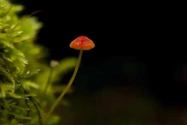 Orange Bonnet (Mycena acicula), photo