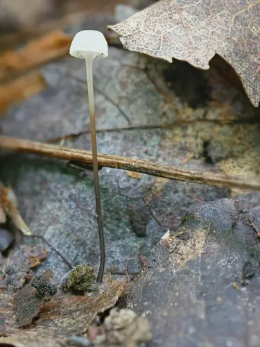 Mycena albiceps (Mycena albiceps), photo