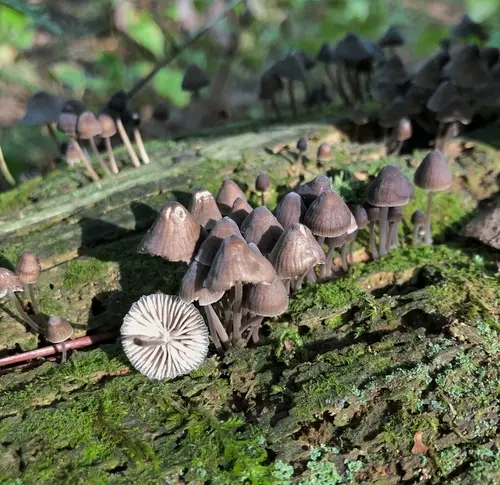 Alkaline Mycena (Mycena alcalina), photo