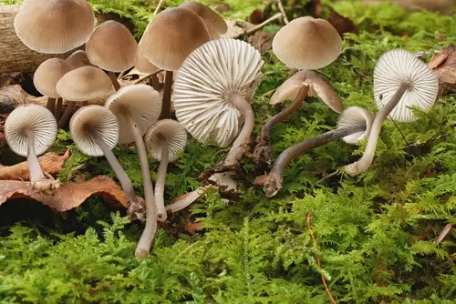 Mycena algeriensis (Mycena algeriensis), photo