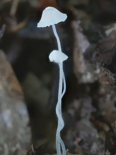Mycena alphitophora (Mycena alphitophora), photo
