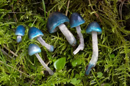 Bluefoot Bonnet (Mycena amicta), photo